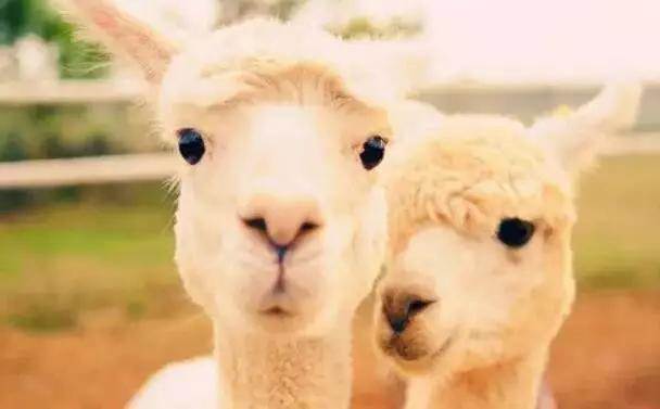  【915-918邵陽秋季車展倒計時3天】男人車展看美女，女人車展看什么？